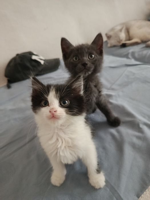 Котятки в добрые руки