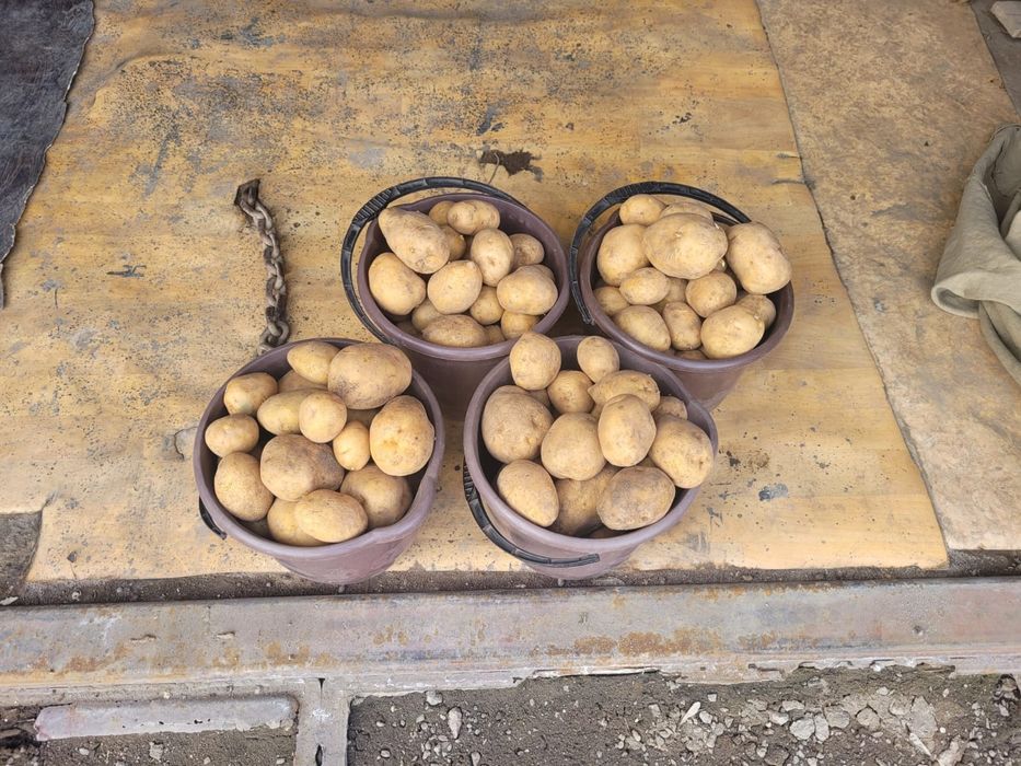 Картофель домашний