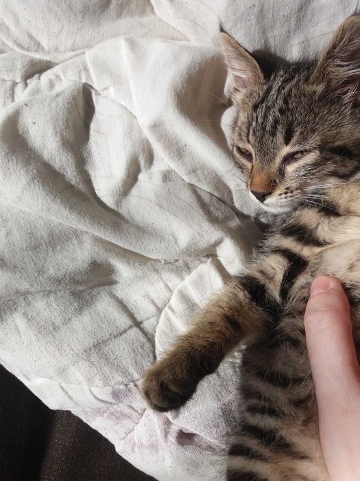 Отдам котенка в добрые руки