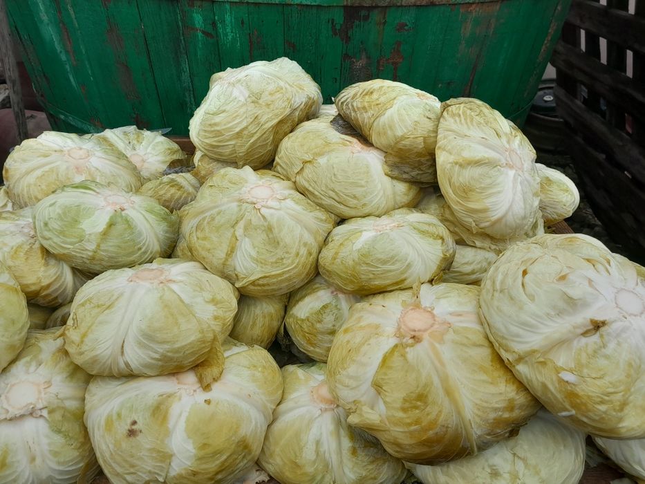 Varză murată (plată)