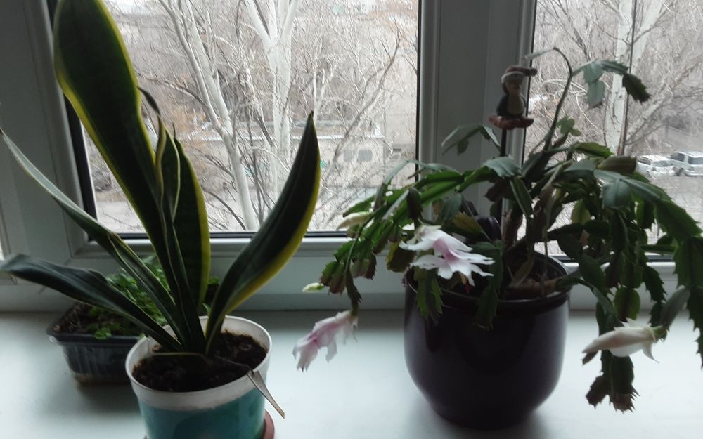 Цветы комнатные красивоцветущие