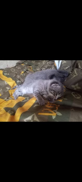 Продам котят за 5000