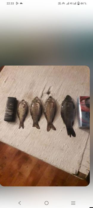 Карась мальки в продаже