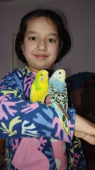 Волнистые Попугаи готовые к семейству