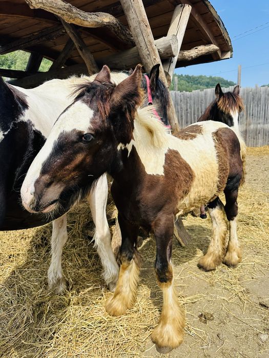 Vand mânz Gypsy Vanner
