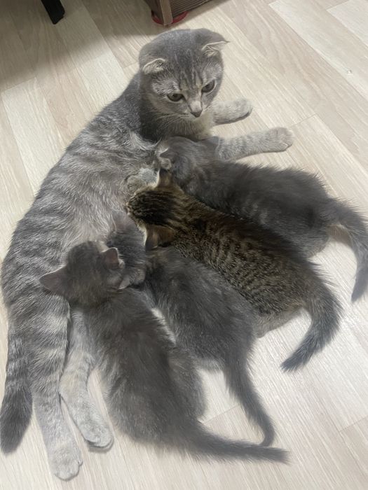 Отдам в добрые руки котят