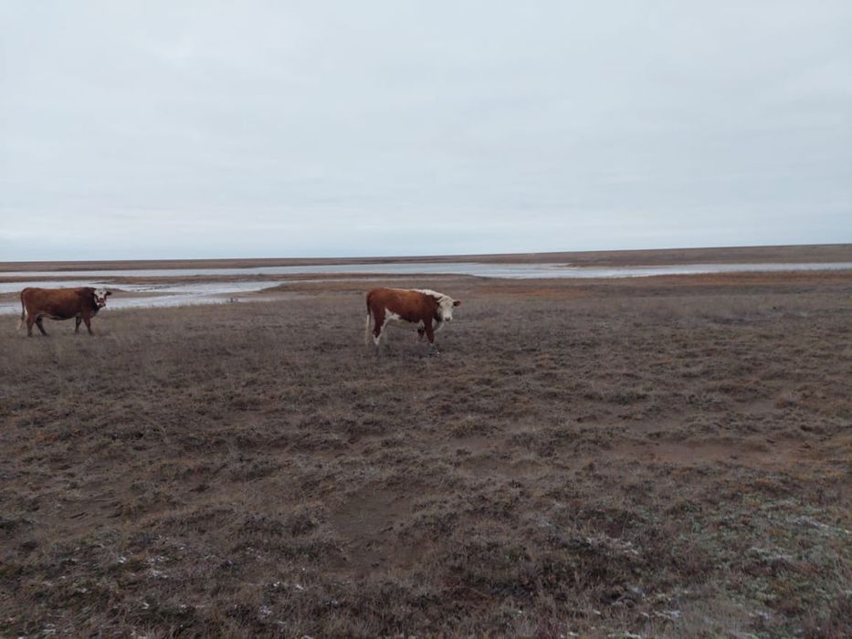 Телки двухгодовалые