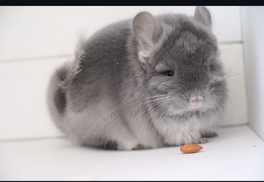 Продам разных шиншилл