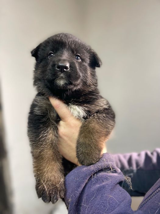 Бронь на щенеков немецкой овчарки