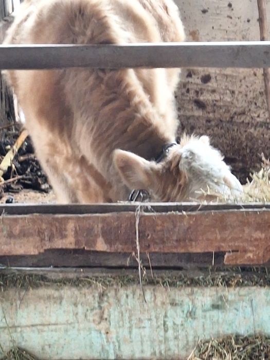 Продаётся тёлочка