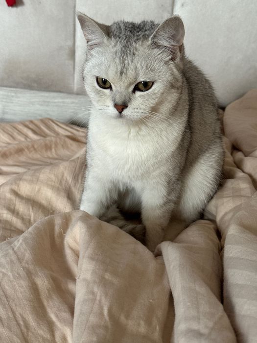 Готовяться к продаже серебристые шиншиллы