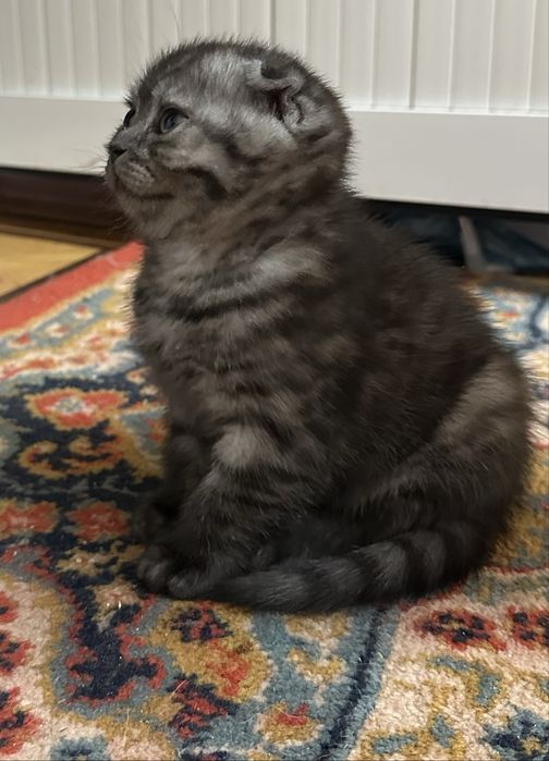 Девочка чисто пародии шиншиллы умная ласковая