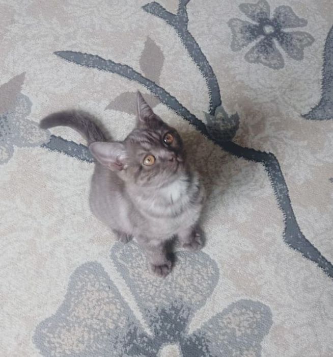 Вместе с лотком и наполнителем