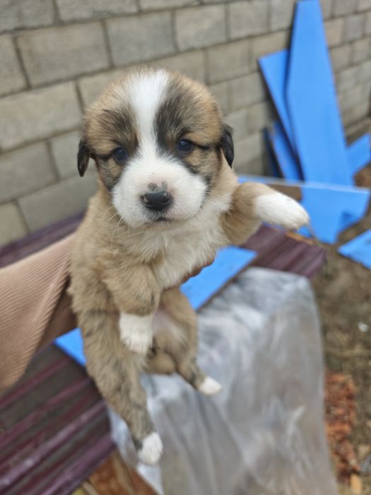 Кушік сатылады, продаются щенки