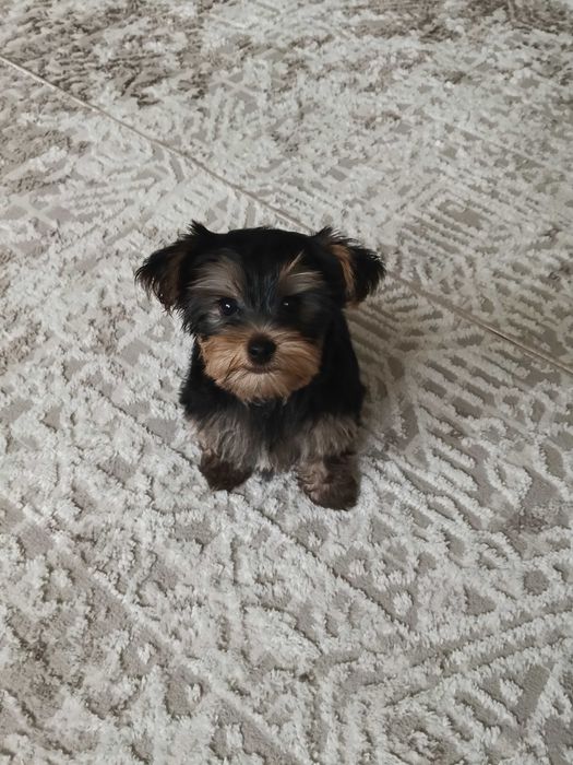 Продается очаровательный мальчик