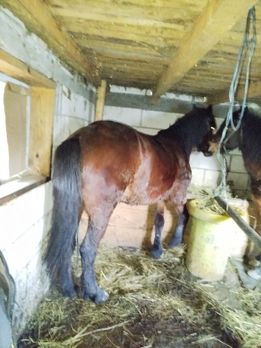 Cal și iapa de vânzare la pereche