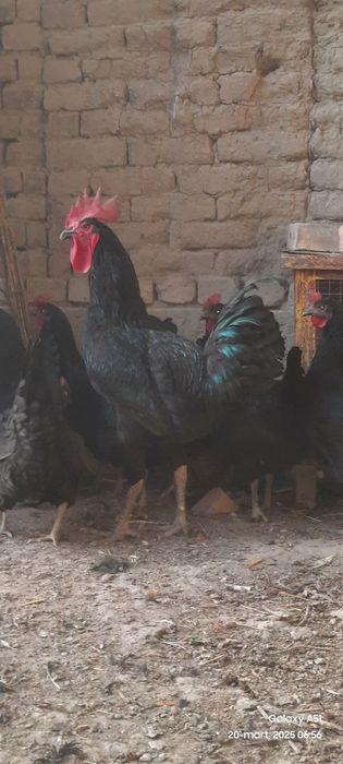 Qora shaxzoda tuxumlari