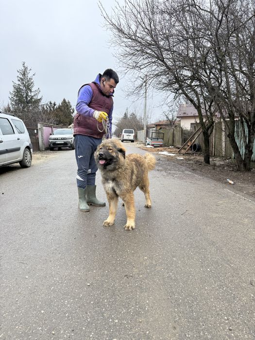 Femela ciobanesc caucazian