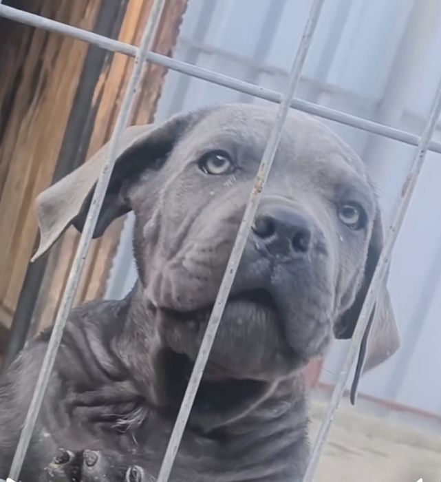 Mascul Cane Corso, 12 săptămâni, Pedigree tip A