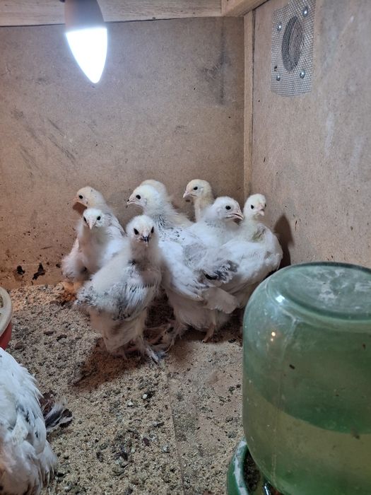 Продажа брамо светлый