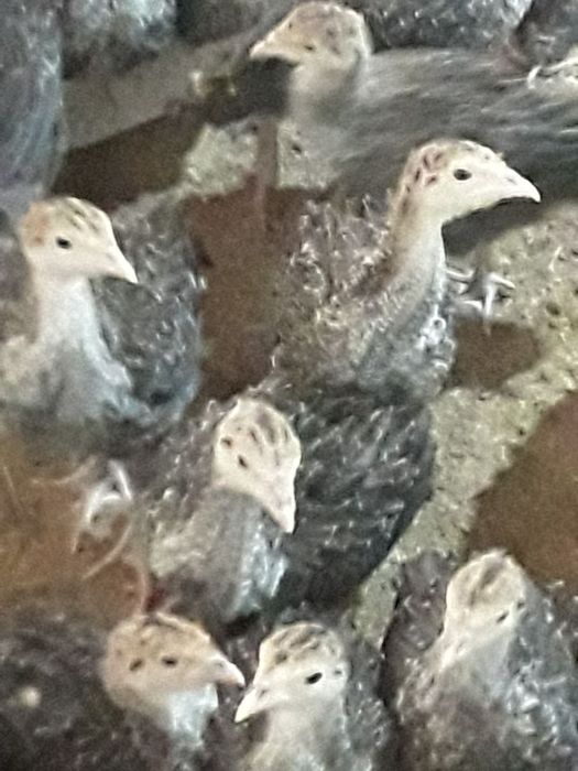 бронза 708 курка жожалари сотилади