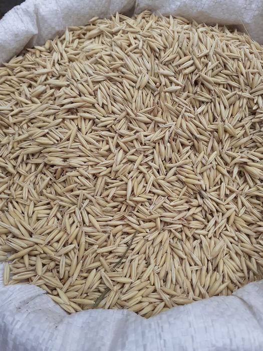 Vând 30 saci de ovăz c 2