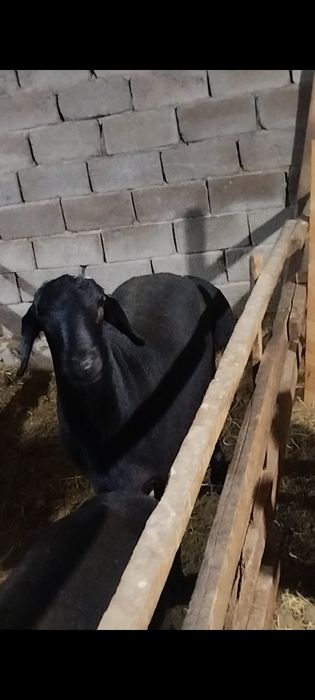 Hisoro qo'chqor!