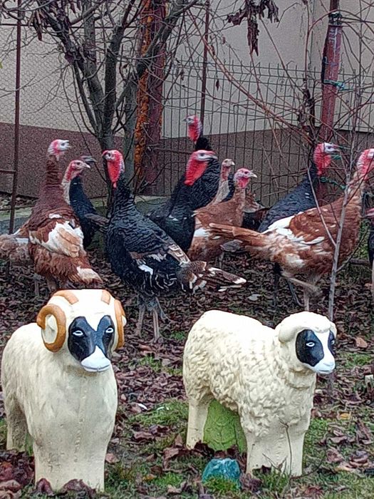 Curcani și curci de vanzare