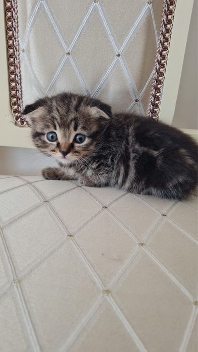 Продам котенка в хорошие руки