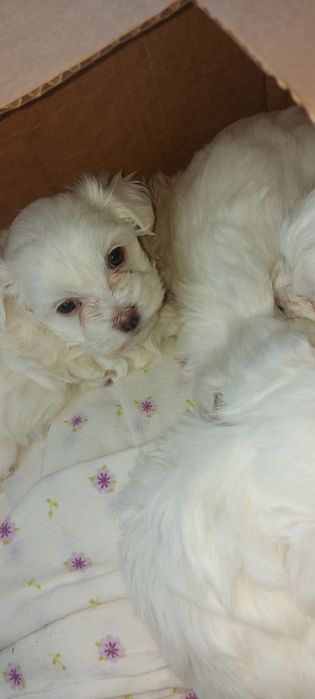 Catei bichon mini cu carnet