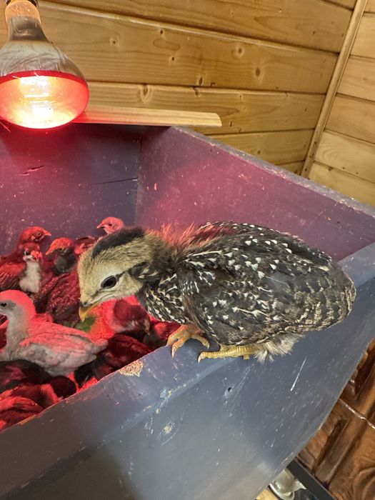 Pui de 3 saptamani Araucana, Ameraucana, Austrolop si Wyandotte