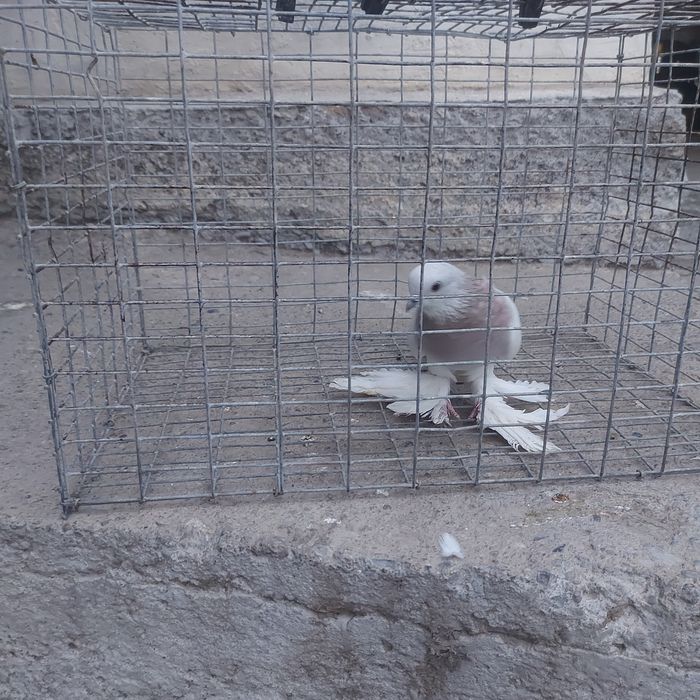 Сирен маладой самец лет игра