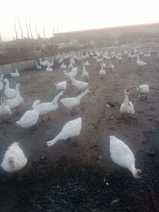 Продам гусей  большие