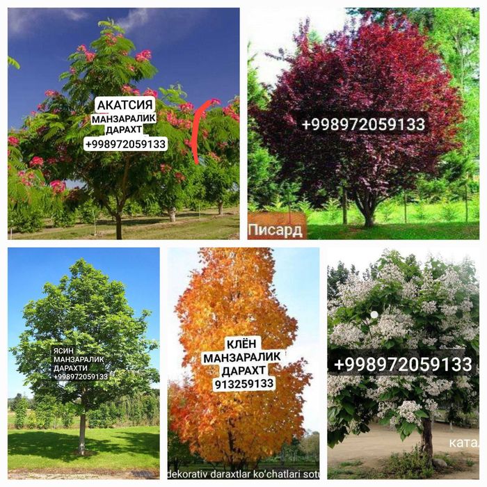 Мевалик кучатлар