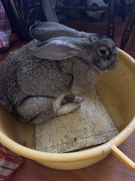 Отдам кролиху бесплатно