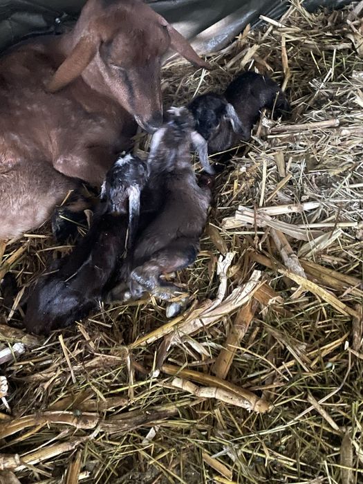 Vand ieduta din mama buna de lapta