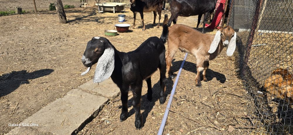 Vând sau schimb iezi