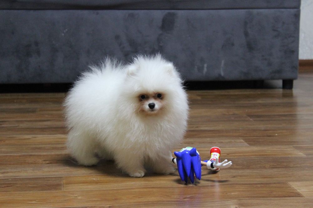 Щенки мини шпиц мальчики