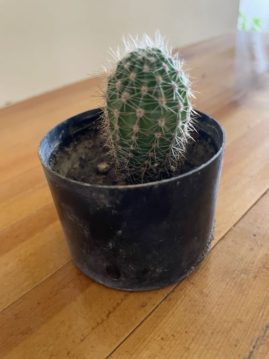 Кактус домашнее ростение