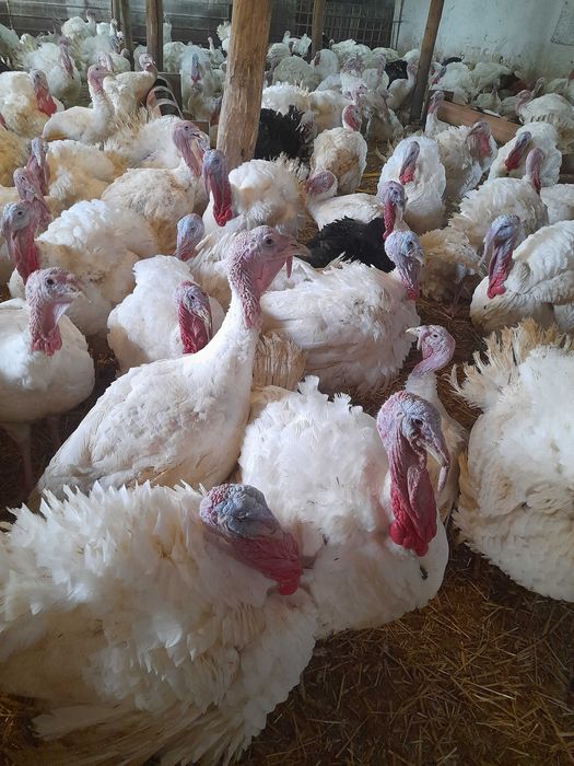 vand  curcani  si curci