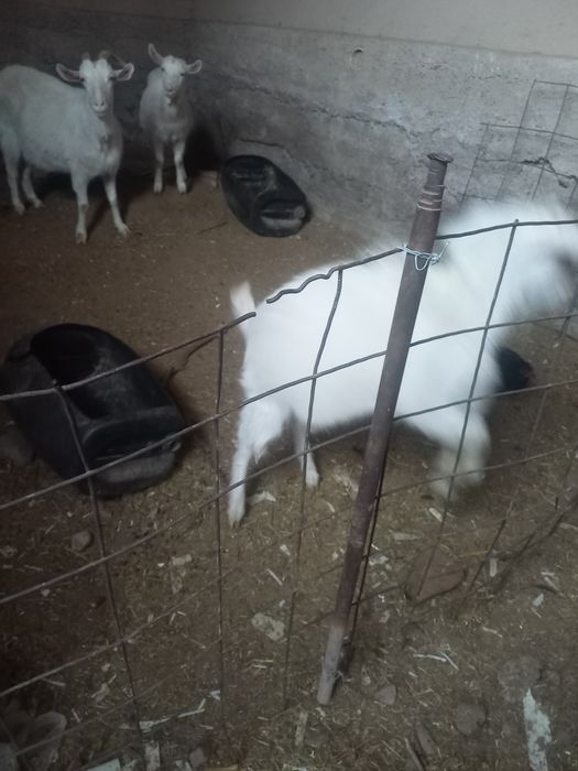 Зенен эчки болалари сотилади.