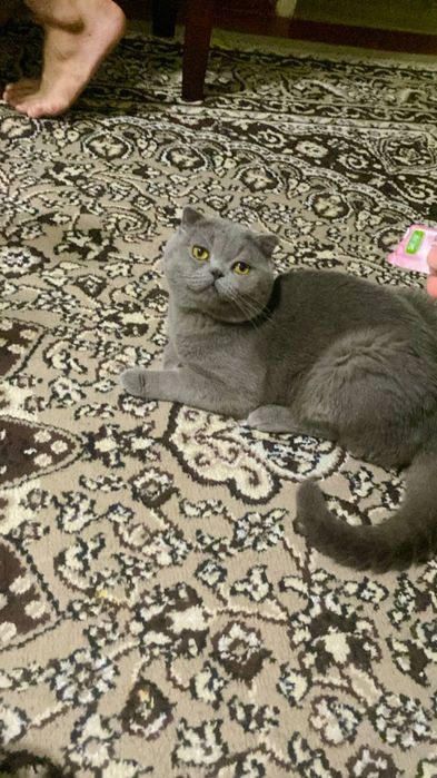 Мушук сотилади Скотш фулд