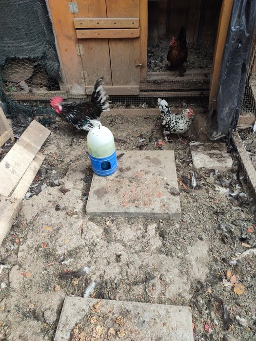 Pereche găinușă pitică cocoș+găină