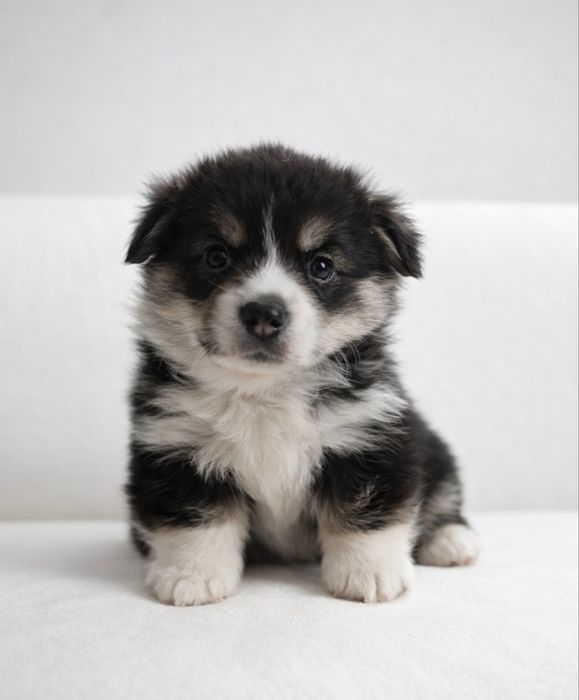 Щенки вельш-корги пемброк