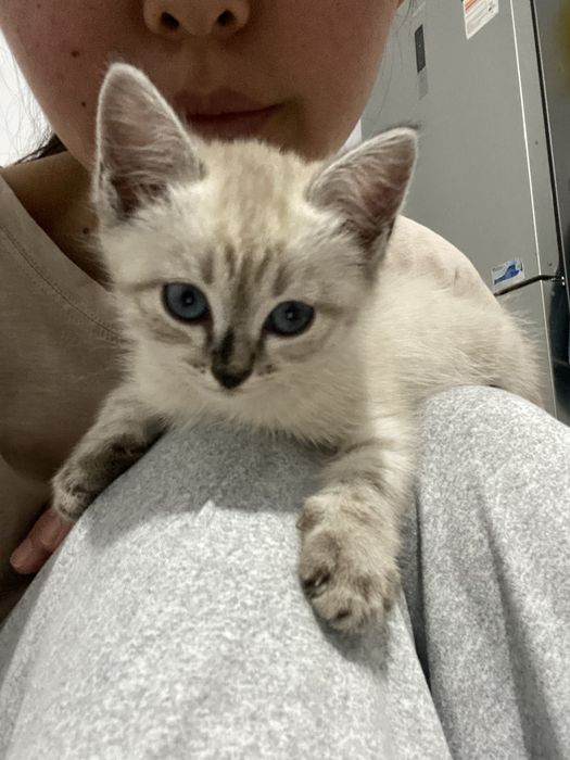 Отдам котенка в добрые руки