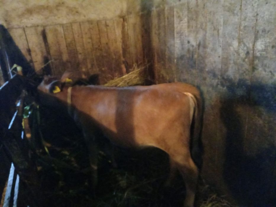 Vand vitica de 4 luni