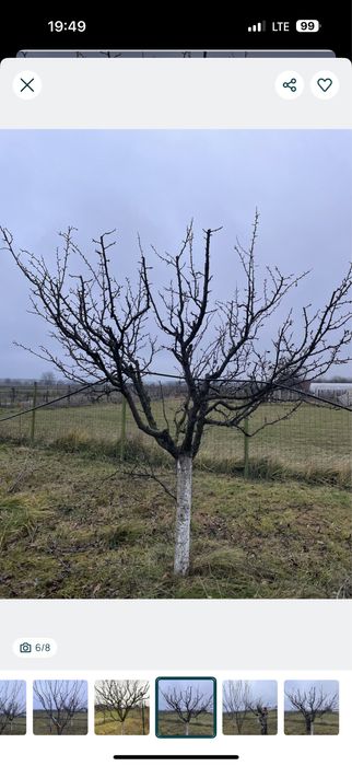Taieri arbori si pomi fructiferi!