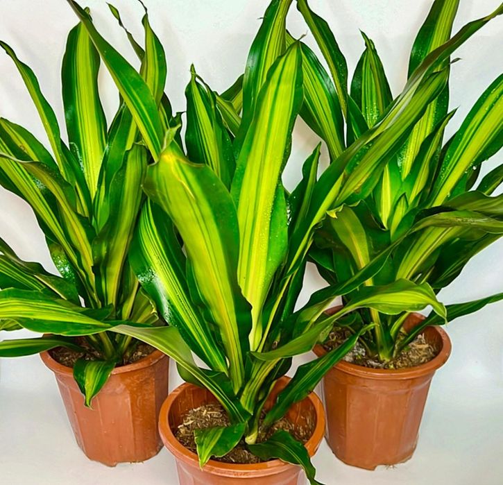 Драцена в одном кашпо 3 шт