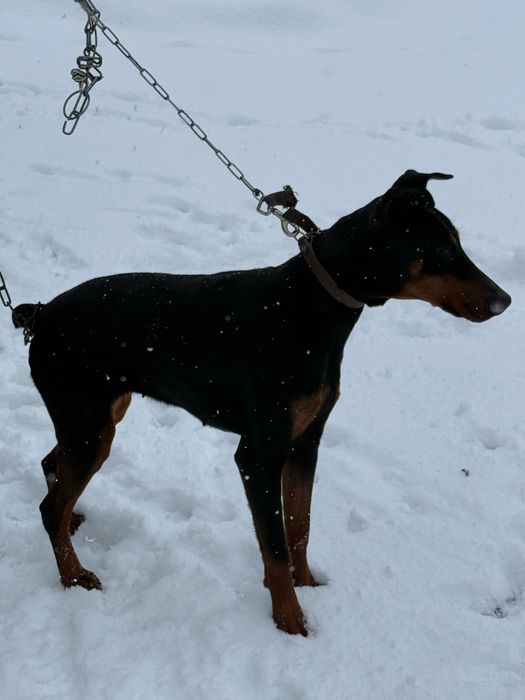 Продается щенок доберман 8месяцев сучка срочно