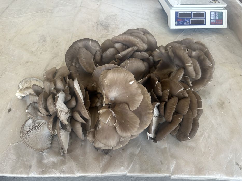 Qo’ziqorin sotiladi